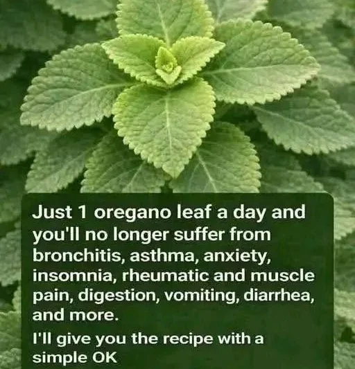 Cuban Oregano Tea