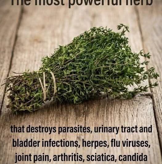Thyme Tea Recipe